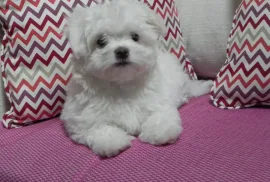 A donner chiot bichon maltais femelle , Montréal 