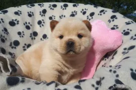 Très belle chiot Chow Chow femelle L.O.F à donner, Montreal