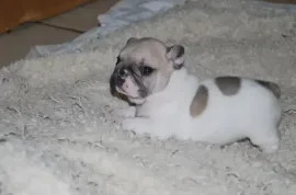 A donner Chiot Bouledogue Français FEMELLE Non LOF, Montréal