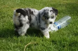 A donner Chiot type berger australien femelle, Montréal