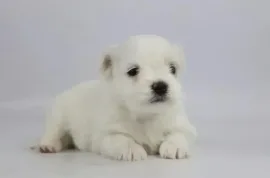 Je donne chiot Bichon maltais femelle, Montréal