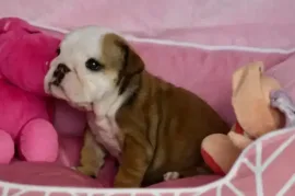 Don Chiot Bulldog anglais femelle, Montréal