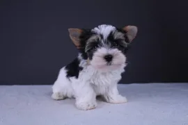 Chiot Yorkshire Terrier mâle nain, Montréal, Montréal