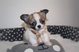 A donner chiot chihuahua femelle , Montréal