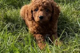 Chiots caniches disponibles gratuitement (don)., Votre ville