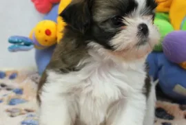 A donner chiot Shih Tzu femelle , Montréal