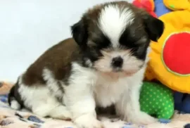 Don Chiot Shih Tzu femelle non lof, Montréal