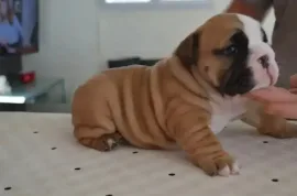 Don très belle chiot Bulldog Anglais femelle, Montréal