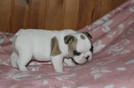 A donner adorable bouledogue français femelle , Montréal