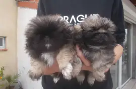 Adorable Chiot Pékinois Pure Race CKC, LEVIS