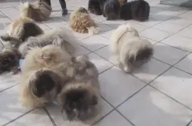 Sublime Chiot Pékinois Pure Race, Cotonou