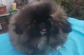 Sublime Chiot Pékinois Pure Race, Cotonou