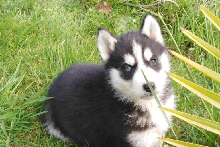 Adorable Chiot Husky Sibérien Pure Race CKC, St HUBERT