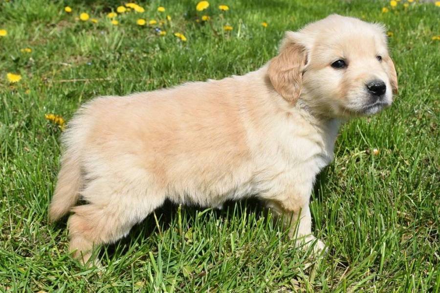 Adorable Chiot Golden Retriever, Montréal