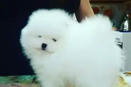 Adorable Chiots spitz nain Disponible De Suite, Vancouver