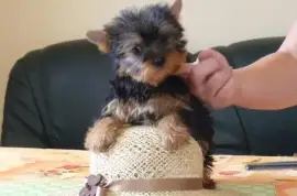 Vend chiot yorkshire terrier CKC, Gatineau