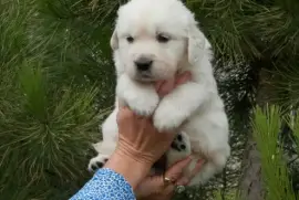 Magnifiques Chiots Golden Retriever Pure Race, Votre ville