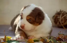 Chiots bergers Australien, Montreal