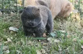 Chiot Chow-Chow, Richelieu