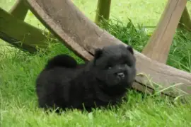 Chiot Chow-Chow, Richelieu