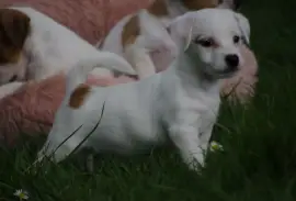 Jack Russell 3 mois, Ottawa