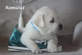 Chiot Labrador, Terre-Neuve