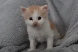 Chaton Sibérien, Victoria