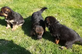 Chiots Berger Allemand, Mercier