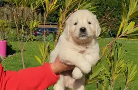 Chiots Golden Retriever Pure Race, LONGUEIL