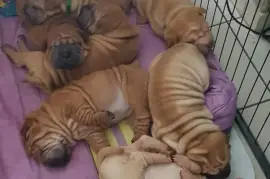 Chiots Shar Pei, TROIS RIVIERES