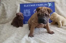 Chiots Shar Pei, TROIS RIVIERES