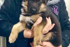 Magnifique chiot Berger allemand mâle, Votre ville