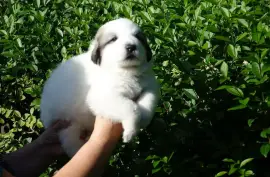 Chiot Montagne des Pyrenees, Ashburn