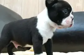 Adorable mâle Chiot Boston Terrier, Ashburn