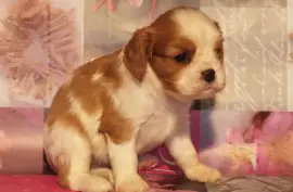 Chiot Cavalier King Charles Spaniel femelle, Ashburn