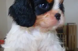 Chiot Cavalier King Charles, LANTIER