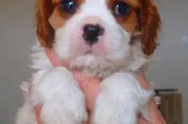 Chiot Cavalier King Charles, LANTIER