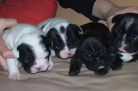 Chiot Bouledogue Français, Mercier