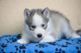 D.O.N Chiot Husky sibérien Femelle, Ashburn