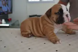 D.o.n très belle chiot Bulldog Anglais femelle, Ashburn