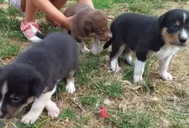 Chiot Border Collie, Vancouver