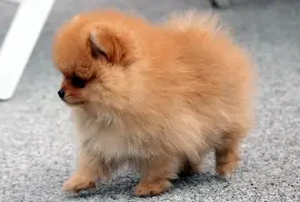 Magnifique Chiot Spitz Allemand Femelle Naine, Ashburn
