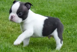 Superbe Boston Terrier mâle, Ashburn