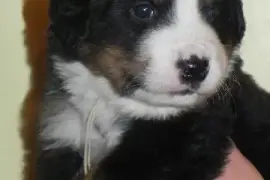 Chiot Bouvier Bernois, Victoria