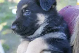 Chiot Berger Allemand Femelle, Ashburn