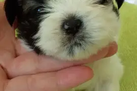 Chiot Shih Tzu, Saint-Hyacinthe