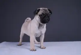 Magnifique Chiot Carlin femelle, Ashburn