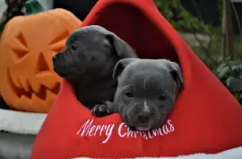 chiot staffordshire bull terrier contre bon soin, Ashburn