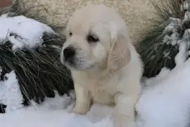 Chiot Golden Retriever , Sault-Sainte-Marie