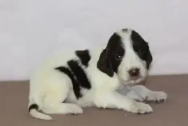 Sublime chiot Épagneul, Saint-Jean-sur-Richelieu